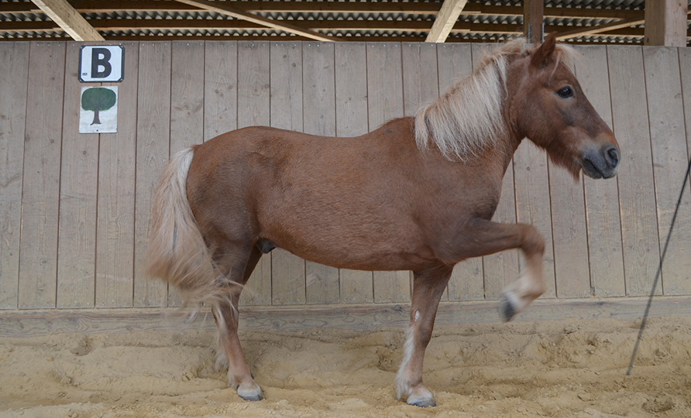 Pferd Felix